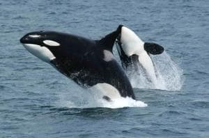 Orcas Force Family of Five to Abandon Yacht Off Portugal