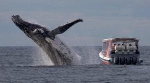 Can a Humpback Whale Attack a Boat?