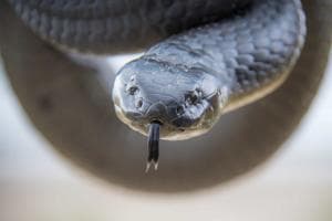 What to Do If a Snake Is Discovered on Board